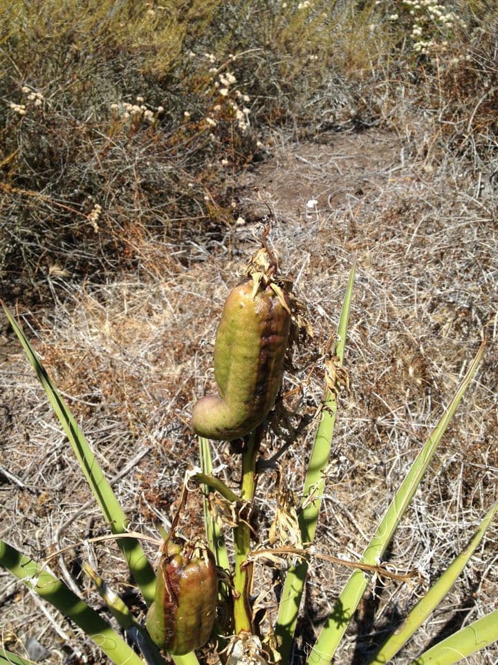 Yuca schidigera 3