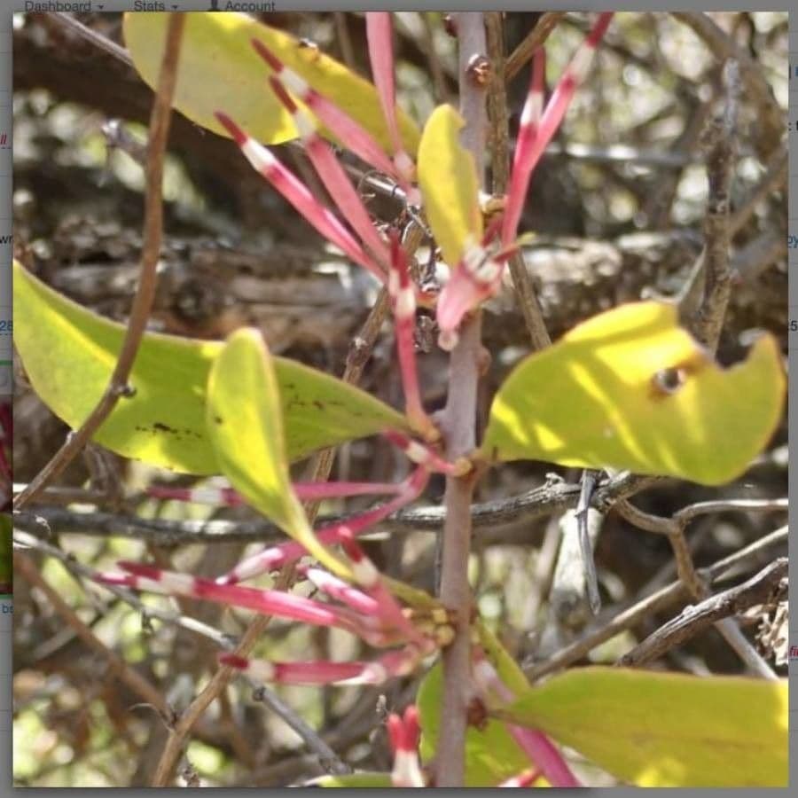 Agelanthus 3