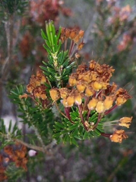 Erica multiflora
