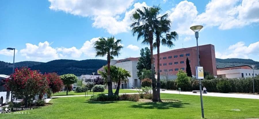 Palma real cubana 13