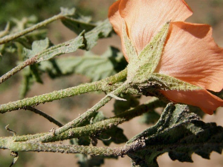 Malva lanza 7