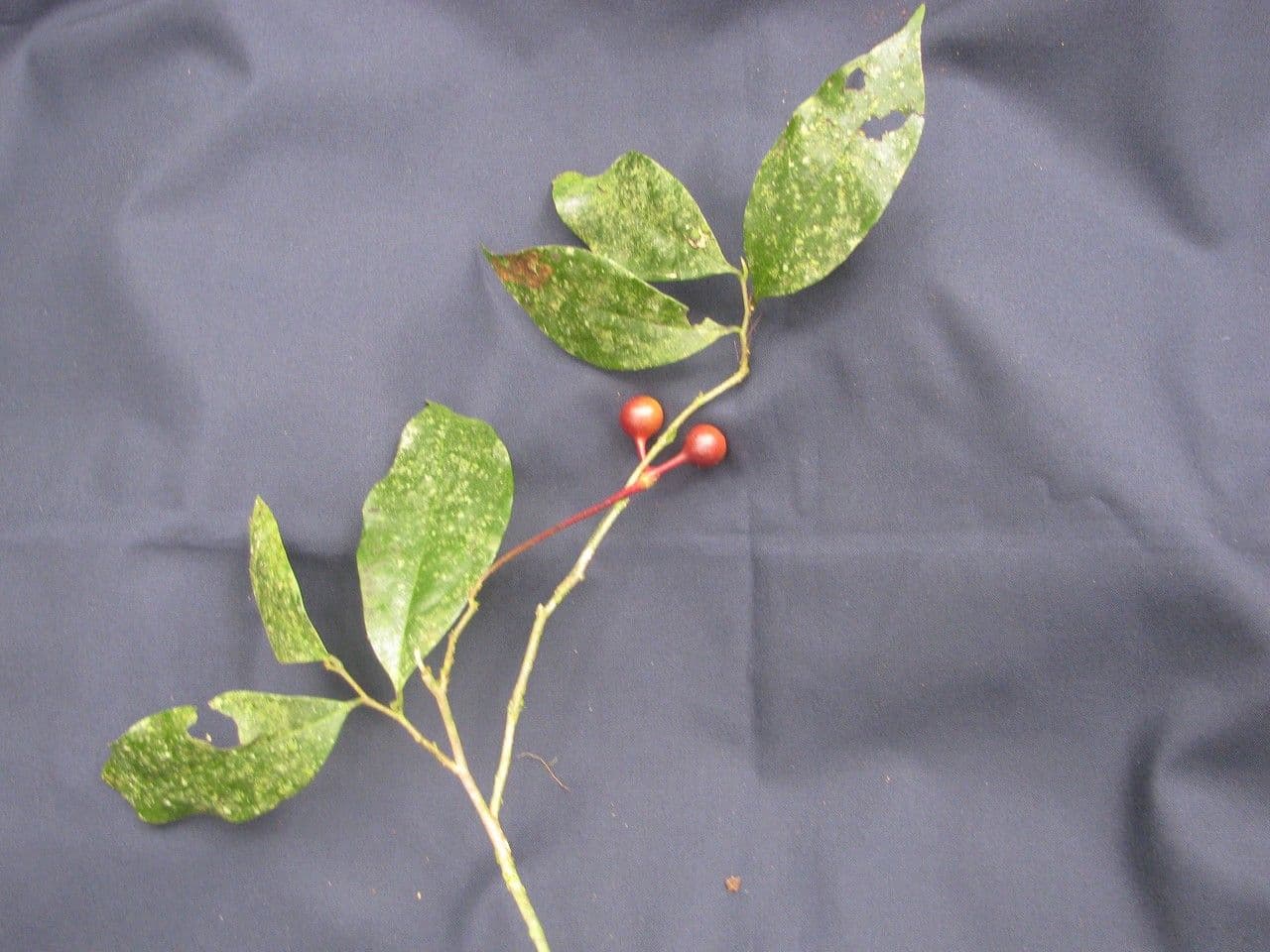 Desmopsis 14