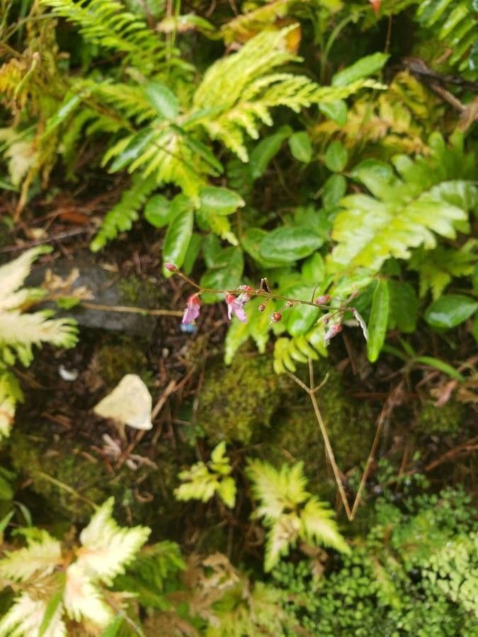Desmodium 10