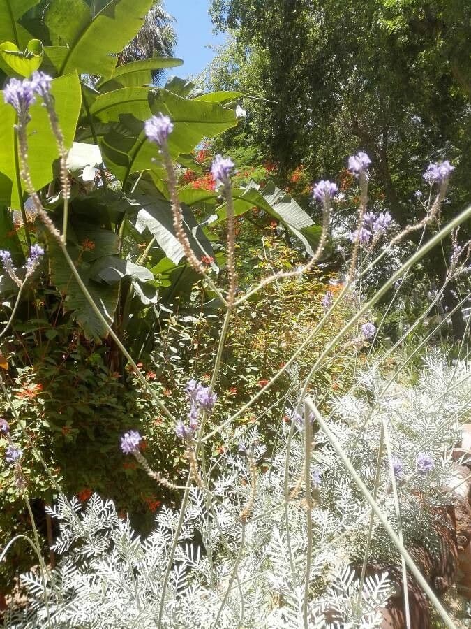 Lavanda pinnata 2