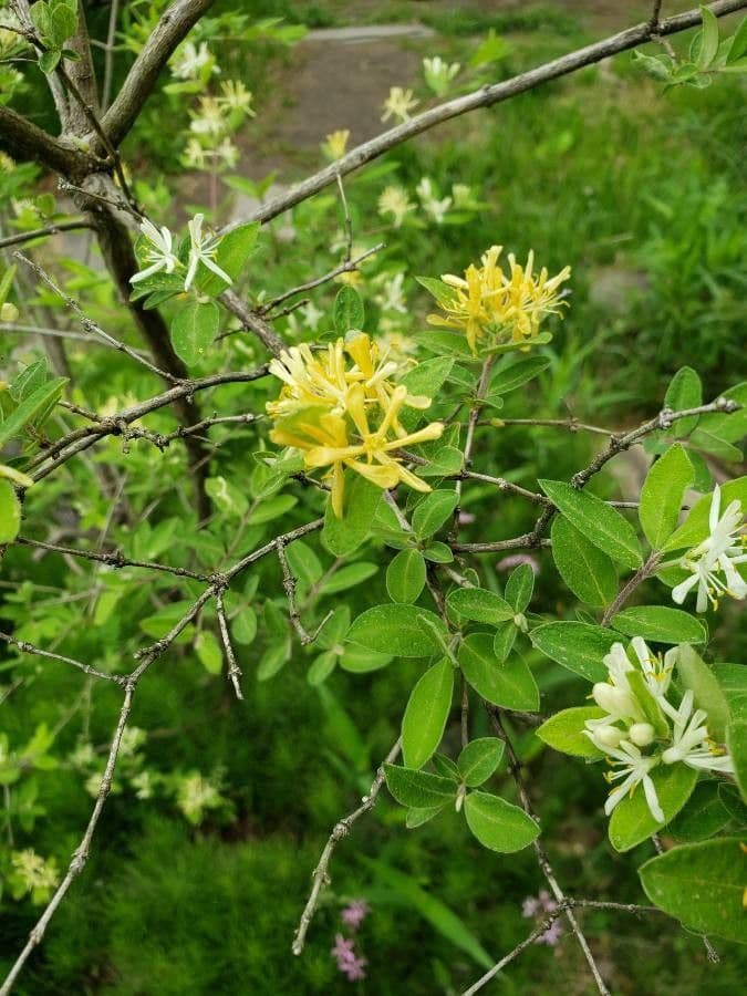 Caprifoglio giallo 4