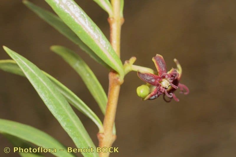 Periploca laevigata 21