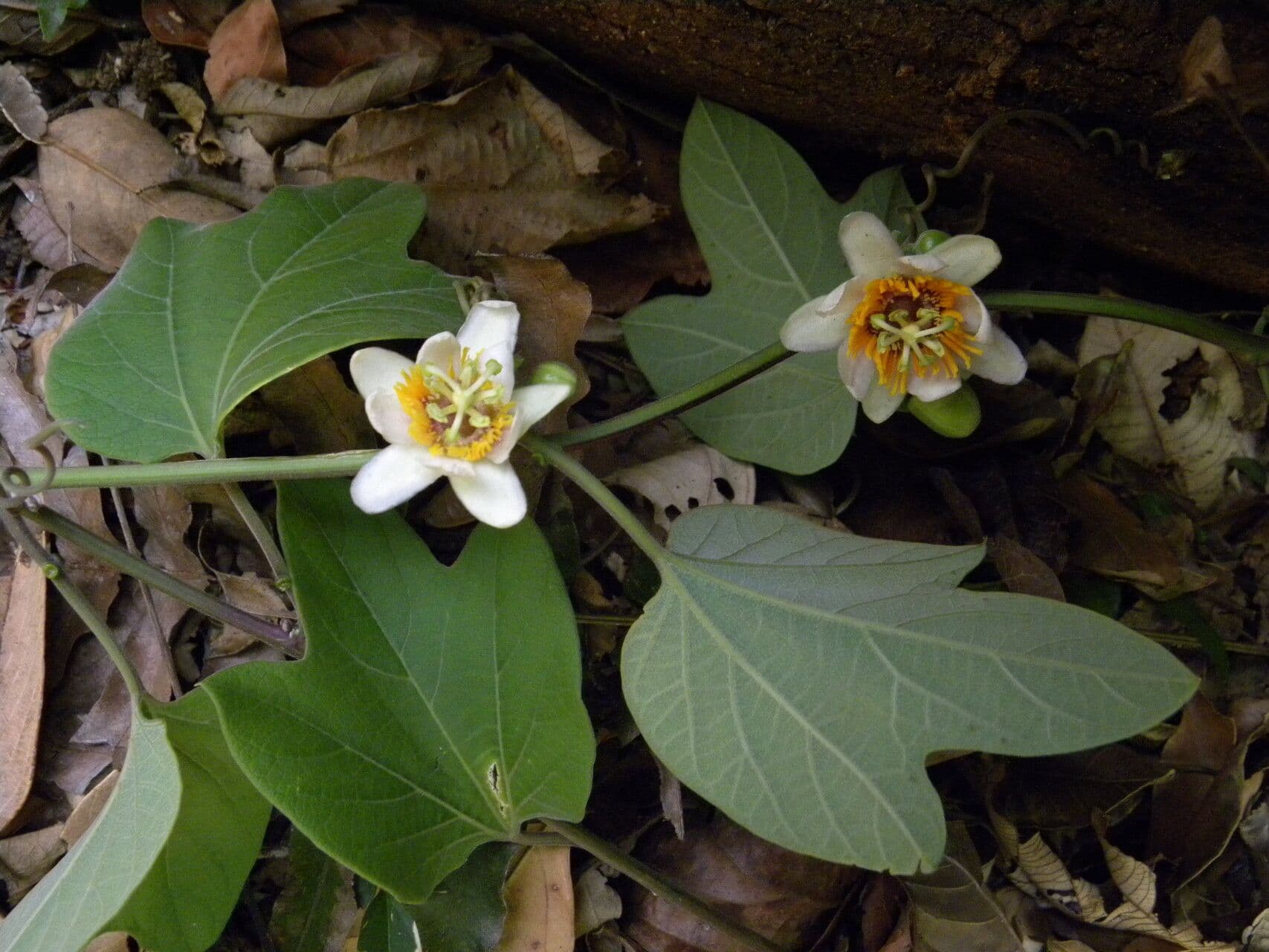 Passiflora 5