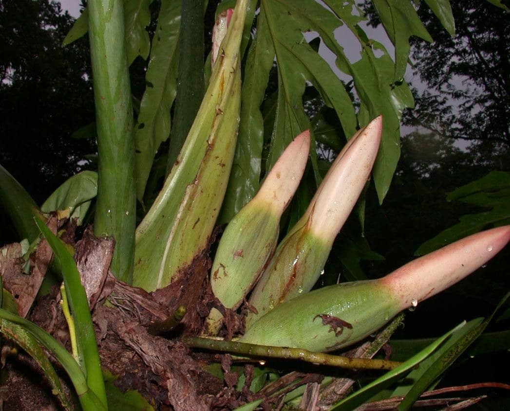 Philodendron 13