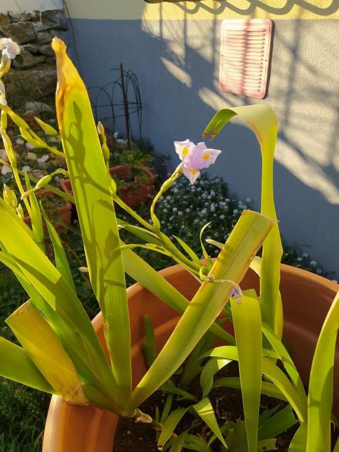 Iris japonés 7
