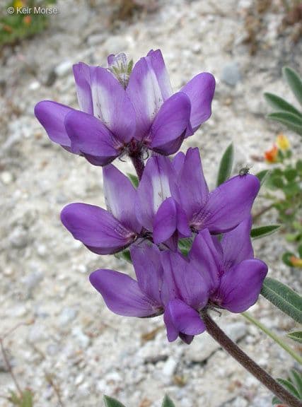 Lupinus orizzontale