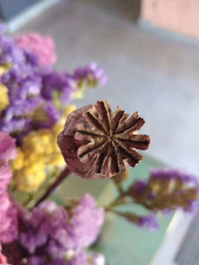 Schlafmohn 24