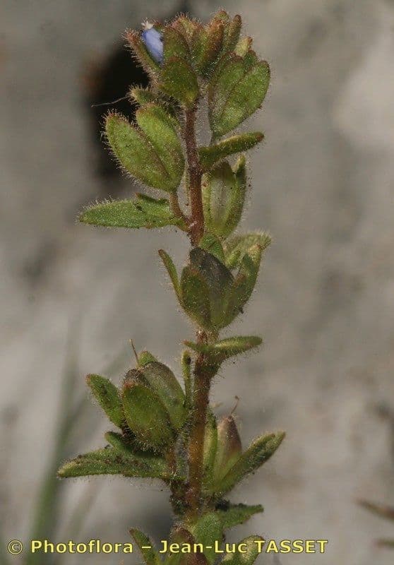 Veronica praecox 4