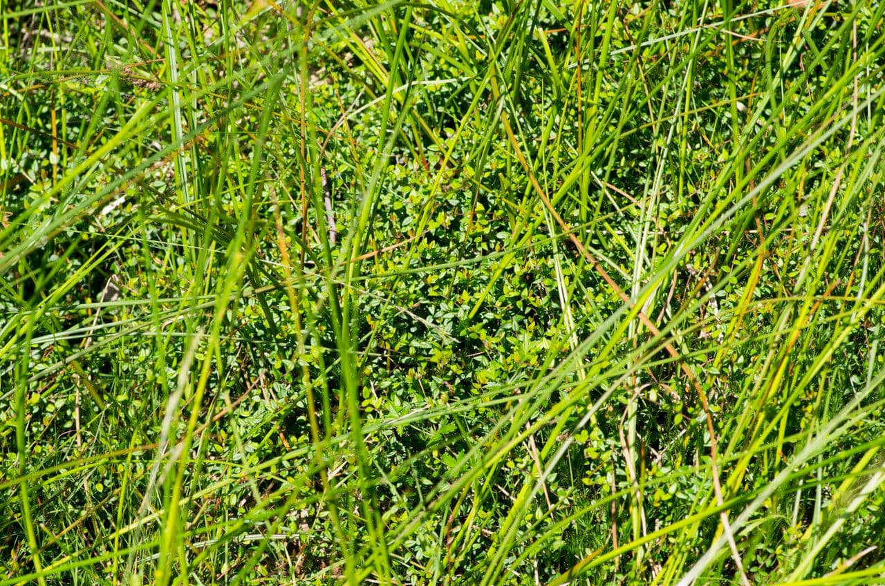 Vaccinium microcarpum 14