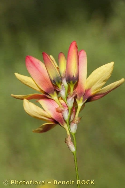 Ixia 5
