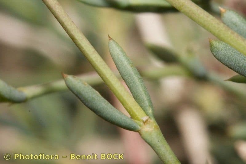 Gymnocarpos 20