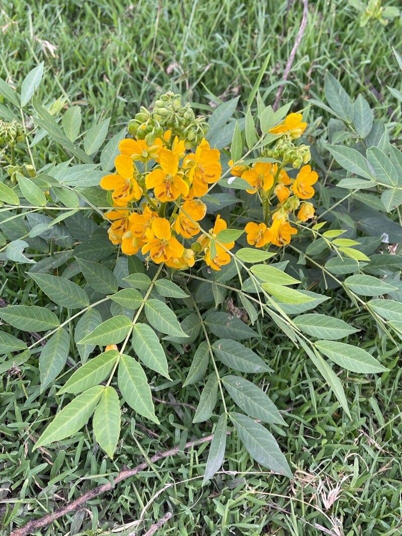 Büscheliger Senna 10
