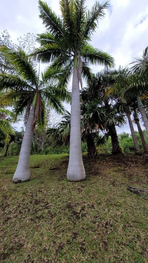 Palma real cubana 23