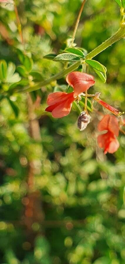 Indigofera 5