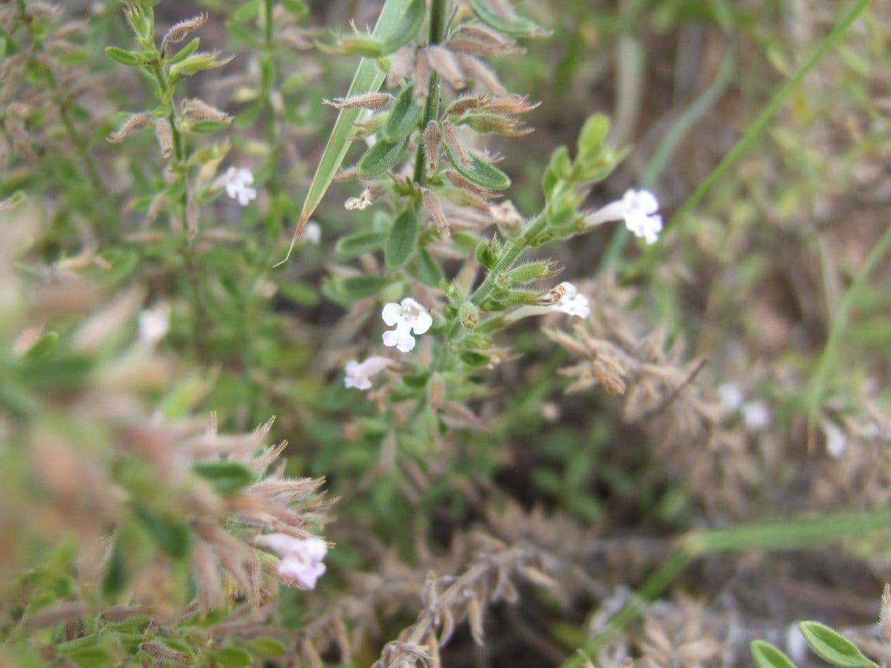 Drummonds Pennyroyal 2