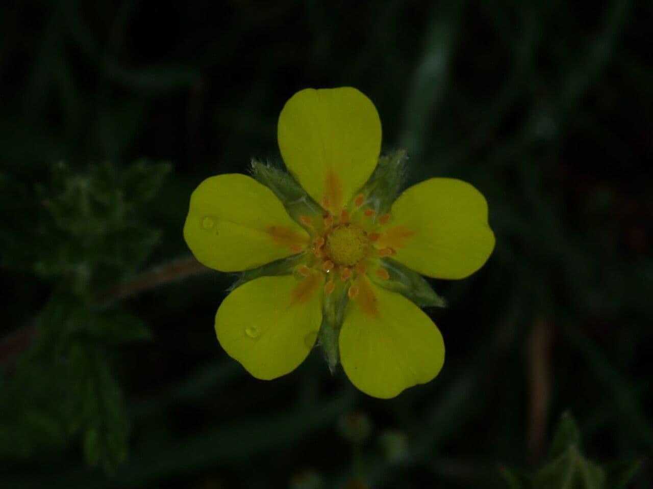 Mochna Griffithova 4