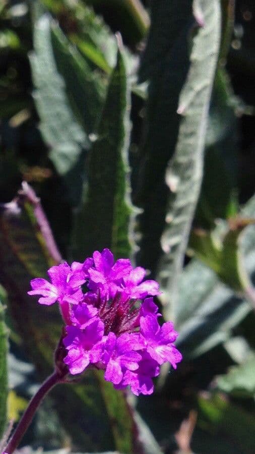 Verbena rigida 6