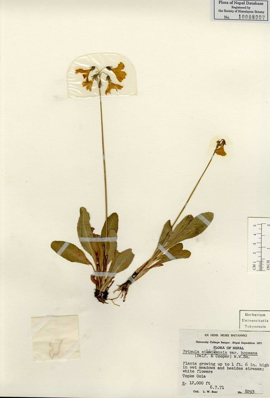 Primula del Sikkim 13