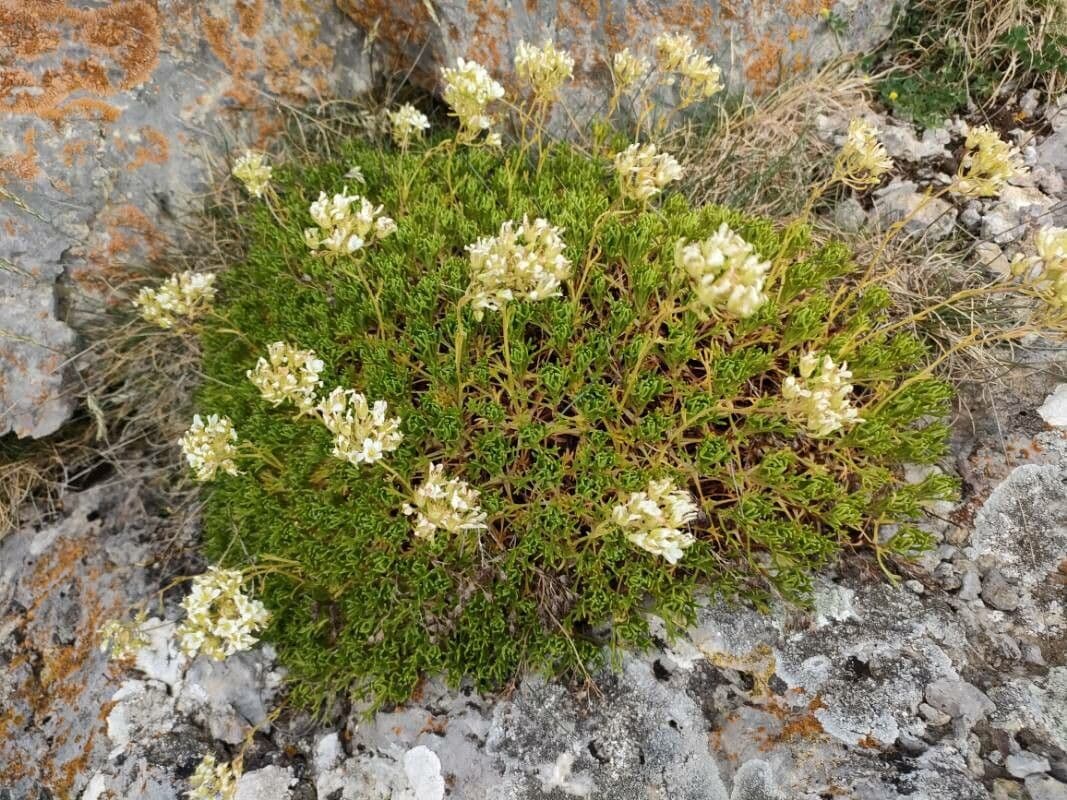 Saxifrage