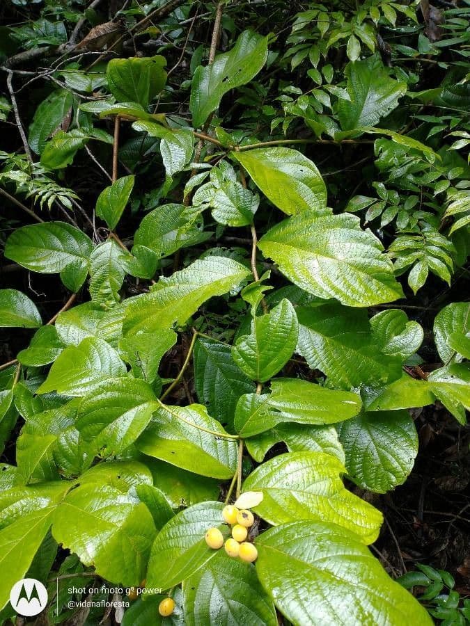Cordia nodosa 15