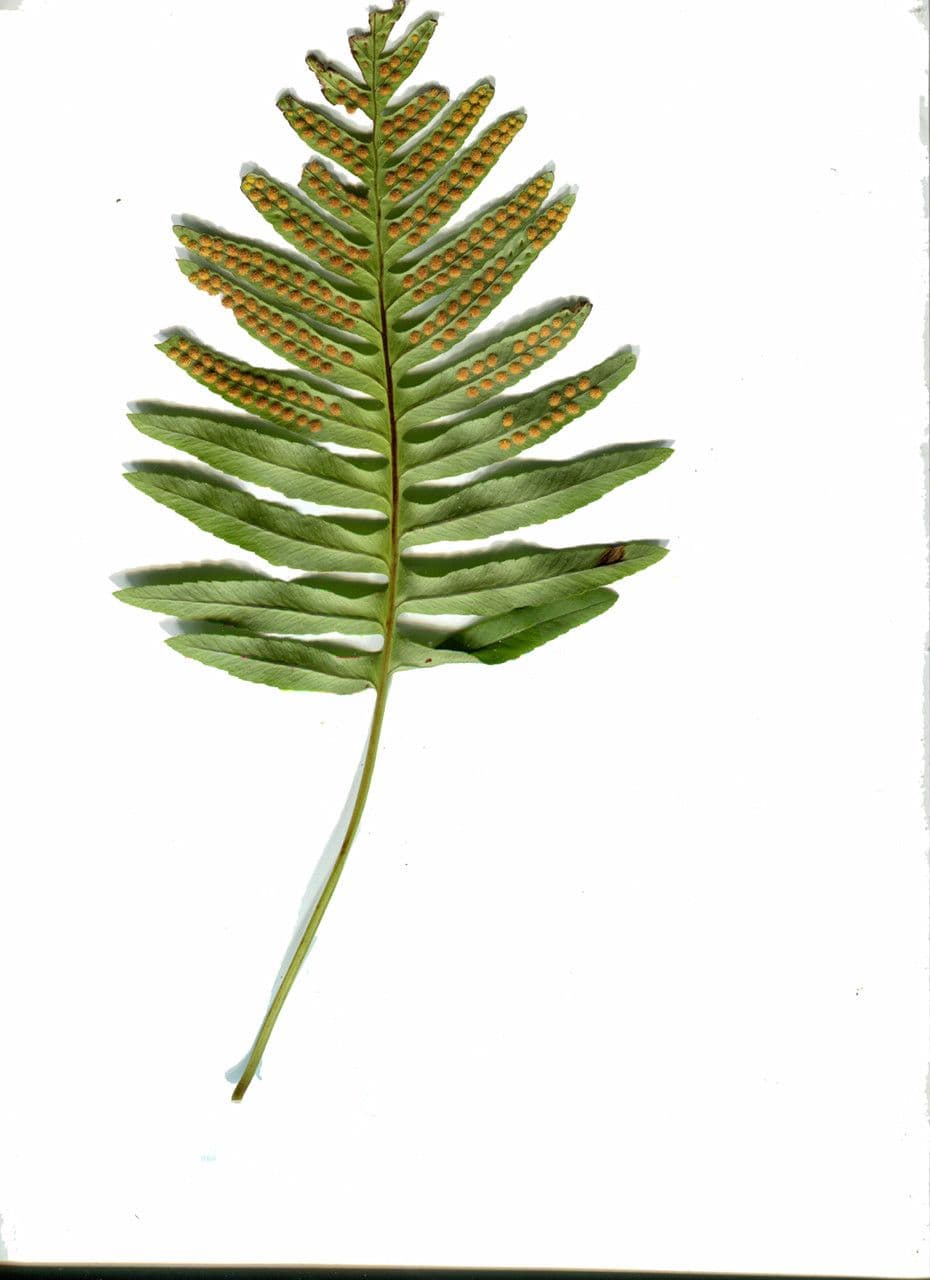 Polypode intermédiaire 23