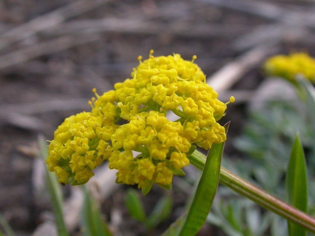 Lomatium 6