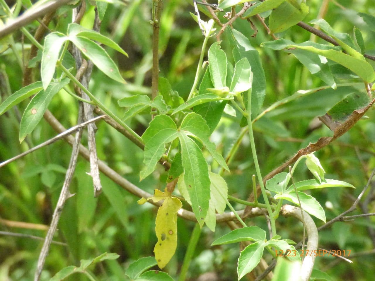 Dalechampia 19