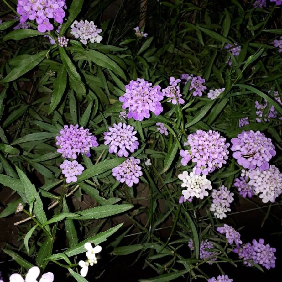 Iberka okolíkatá 10