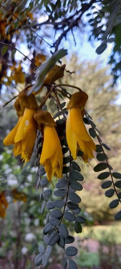 Sophora 6