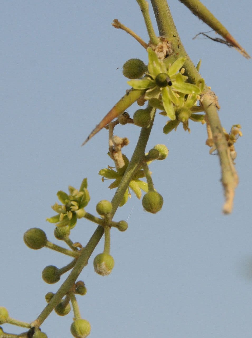 Datel' egyptský 8