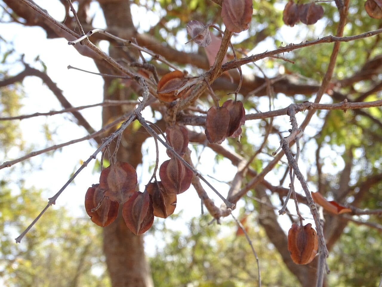 Combretum nigricans 2