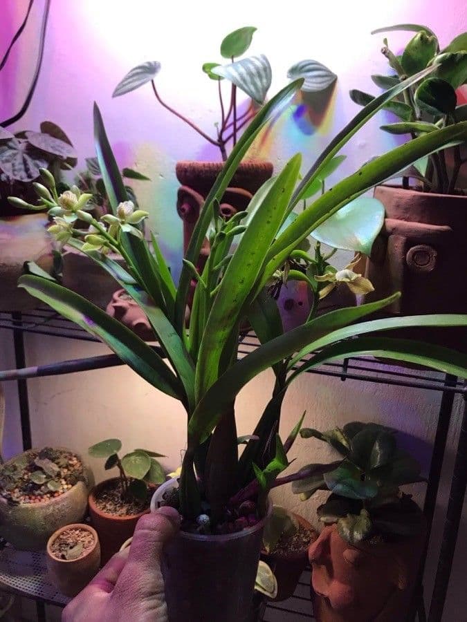 Prosthechea 6