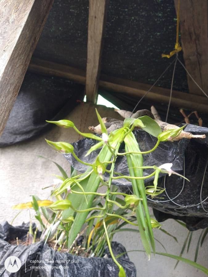 Epidendrum 2