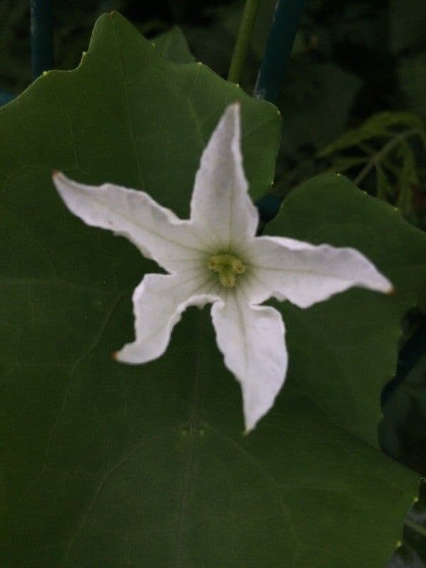 Melón escarlata 6
