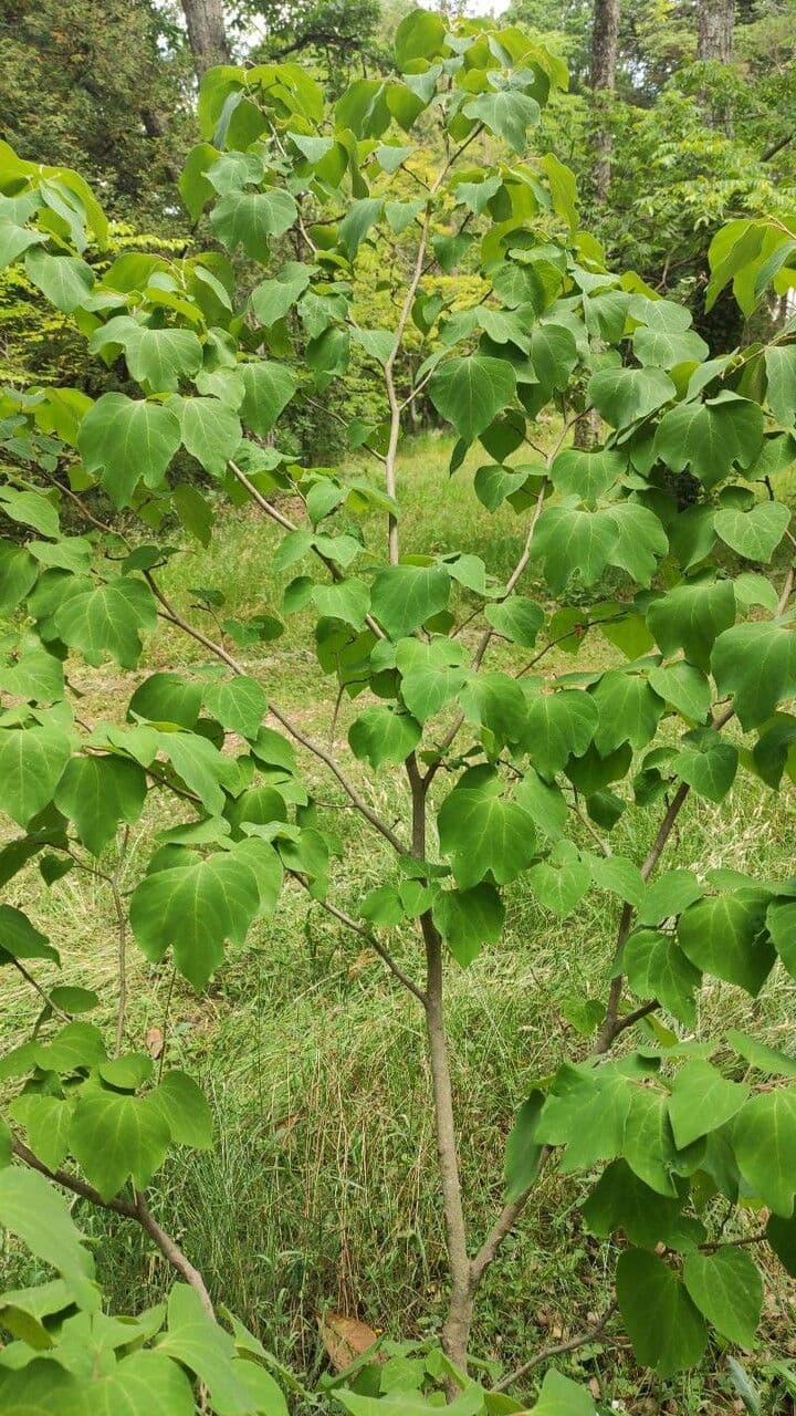 Lindera obtusiloba