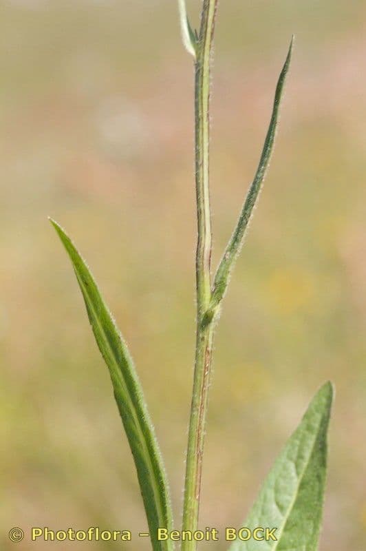 Radicchiella dolcigna 25