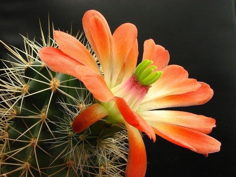 Echinocereus coccineus 5