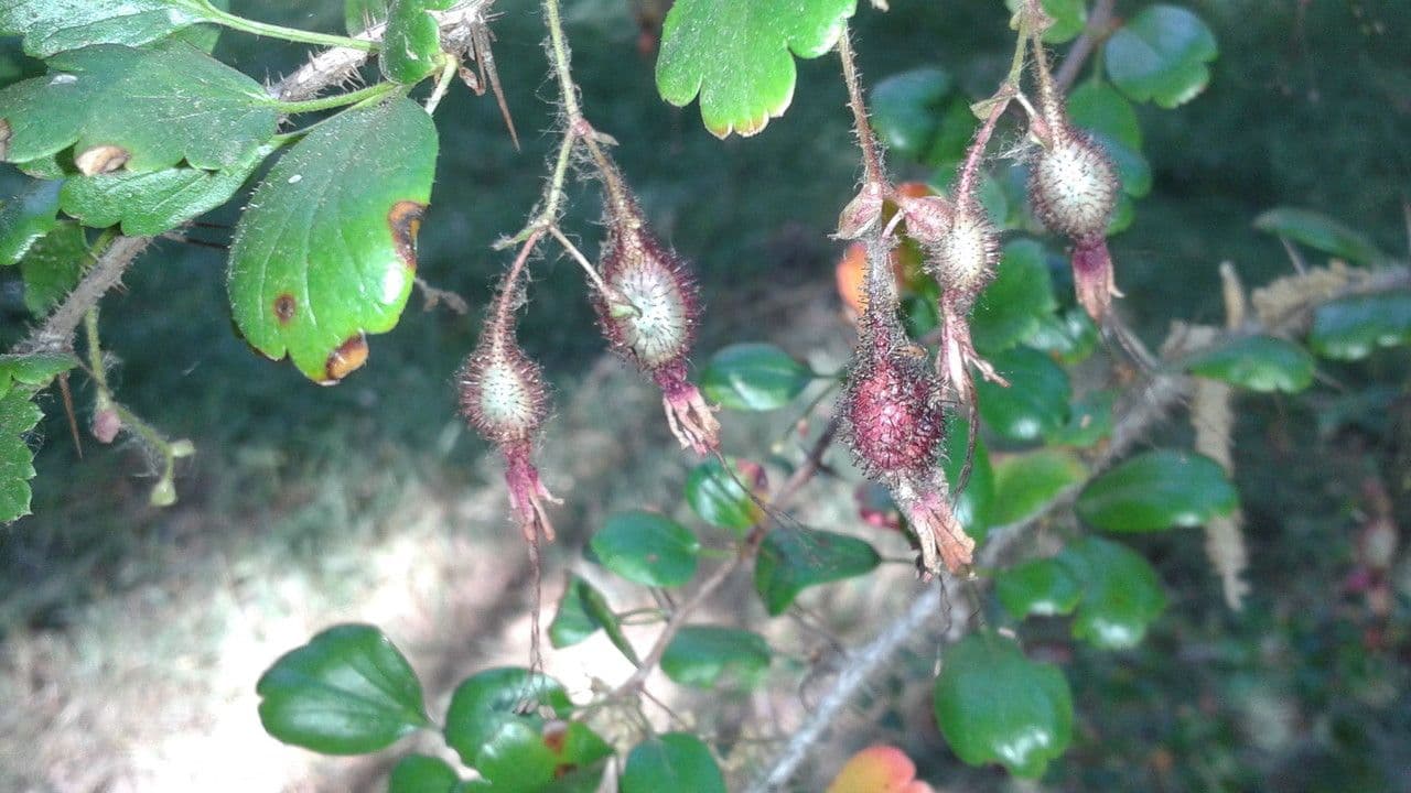 Fuchsiöse johannisbeere