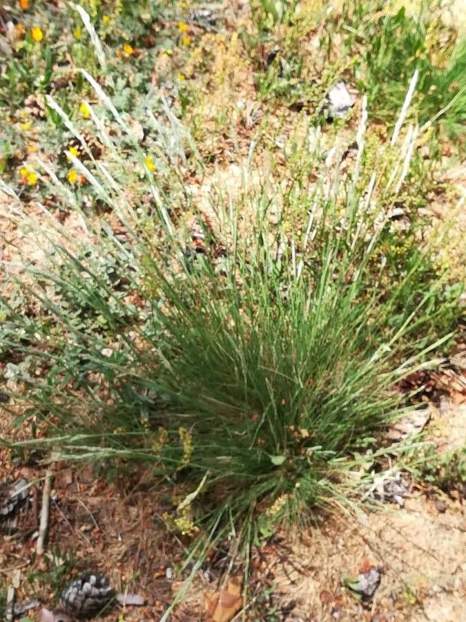 Festuca indigesta 4