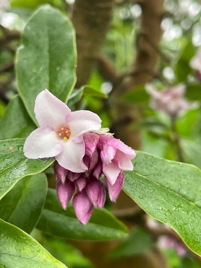 Daphne odora 4
