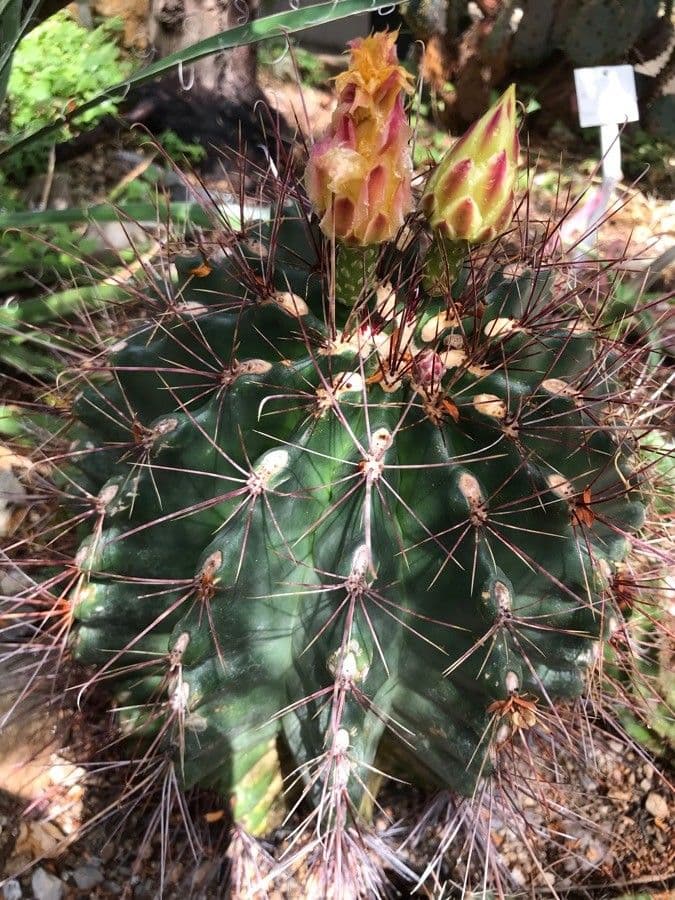 Cactus barile uncinato 9