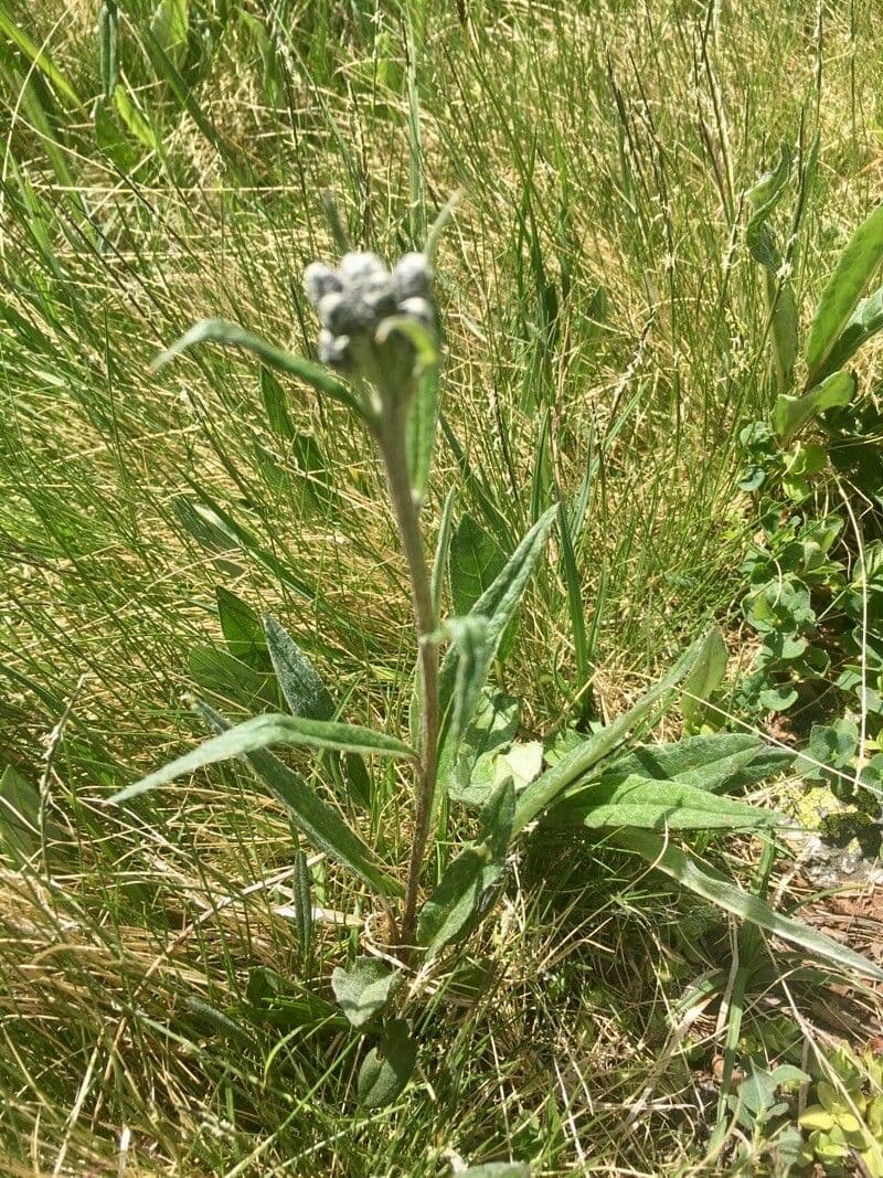 Saussurea 15