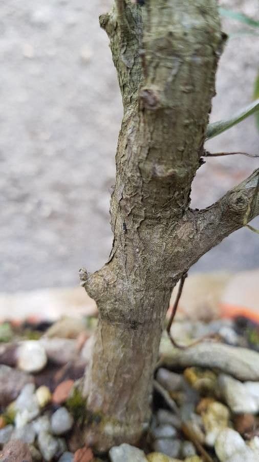 Xylopia 6