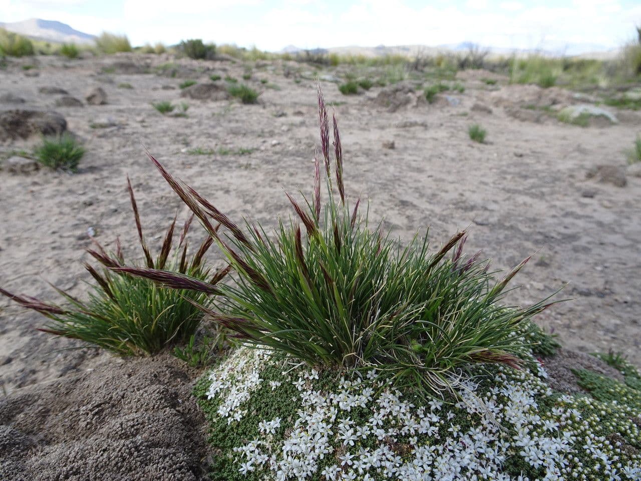 Aristida comune 14