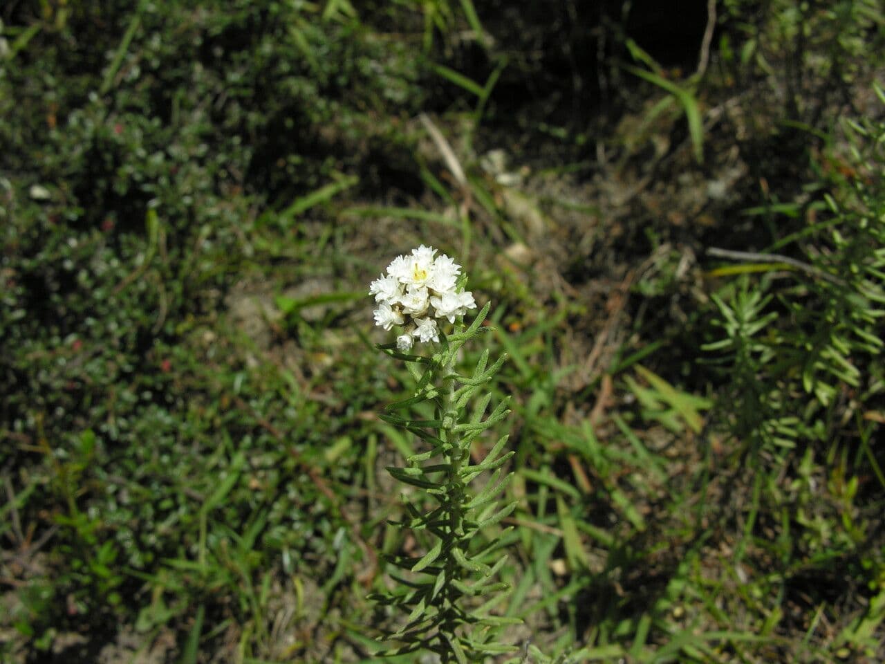 Anaphalis contorta 9