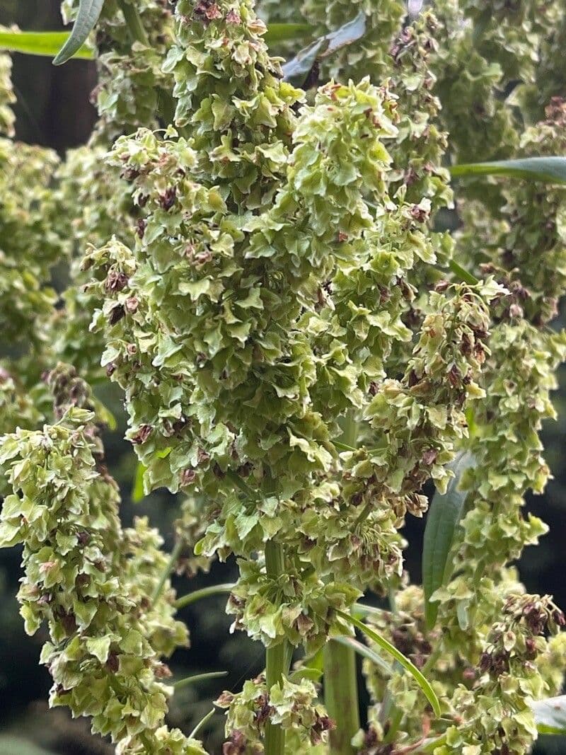 Acetosa 2
